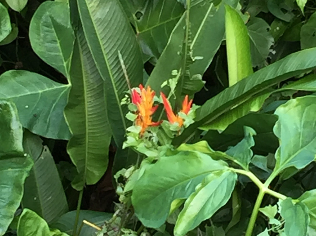 Guajataca Forest Reserve-Isabela必去景点