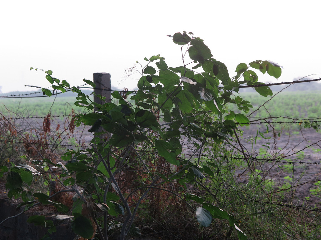 Royal Safari Camp主图