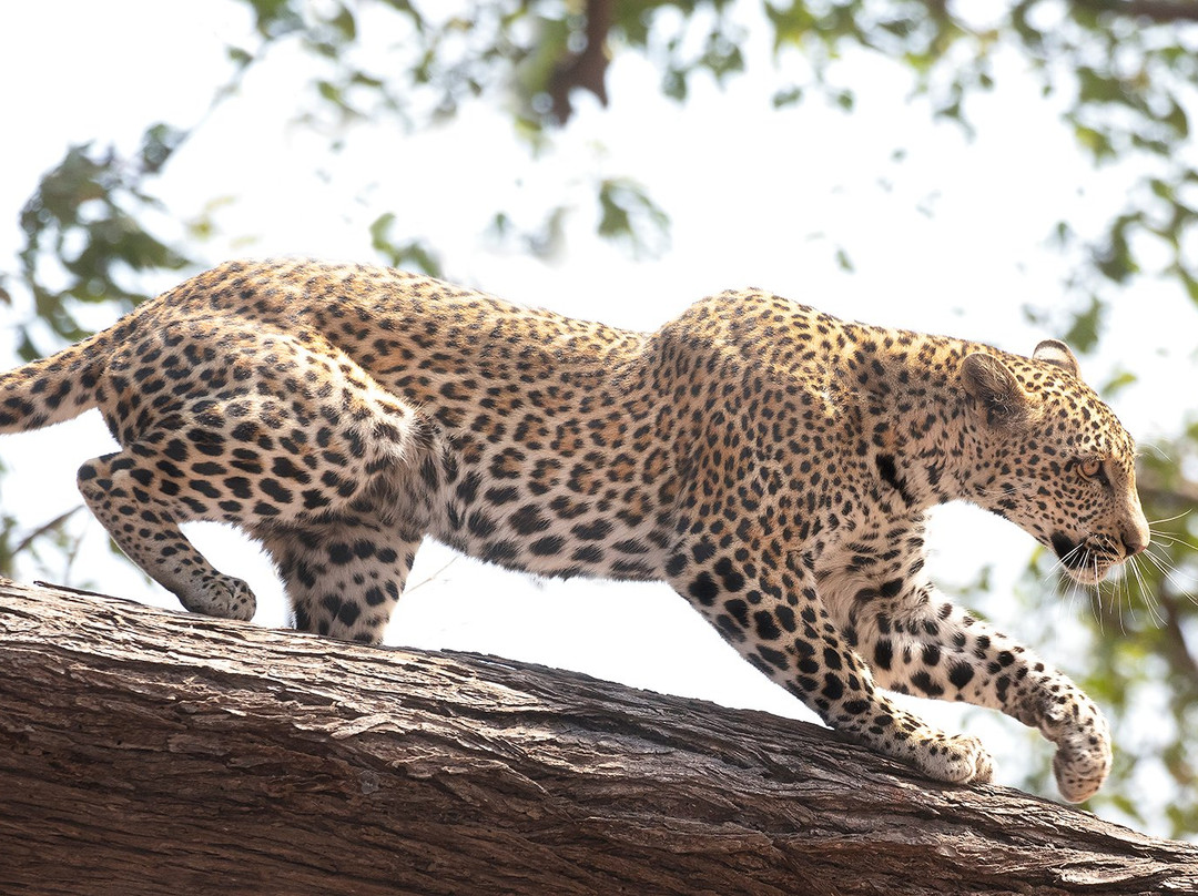 Absolute Zambia Safaris-卢萨卡必去景点