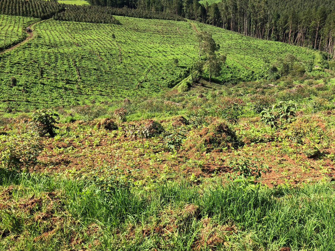 Kericho Tea Plantations景点图片