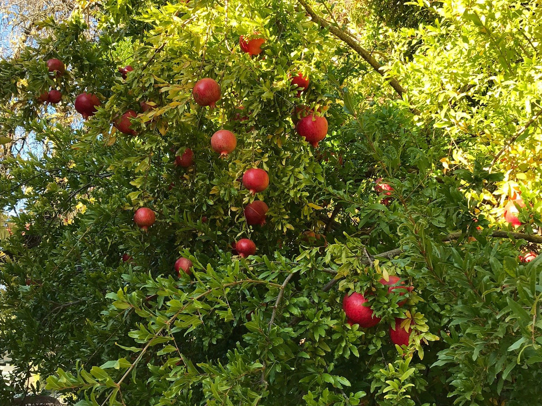 Kelley & Young Wine Garden Inn主图