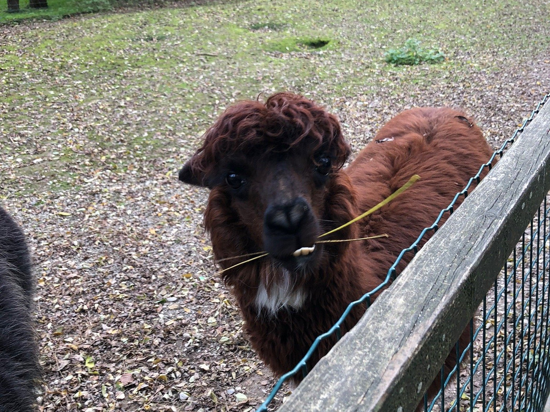 Wildpark Schloss Ortenburg-Ortenburg必去景点