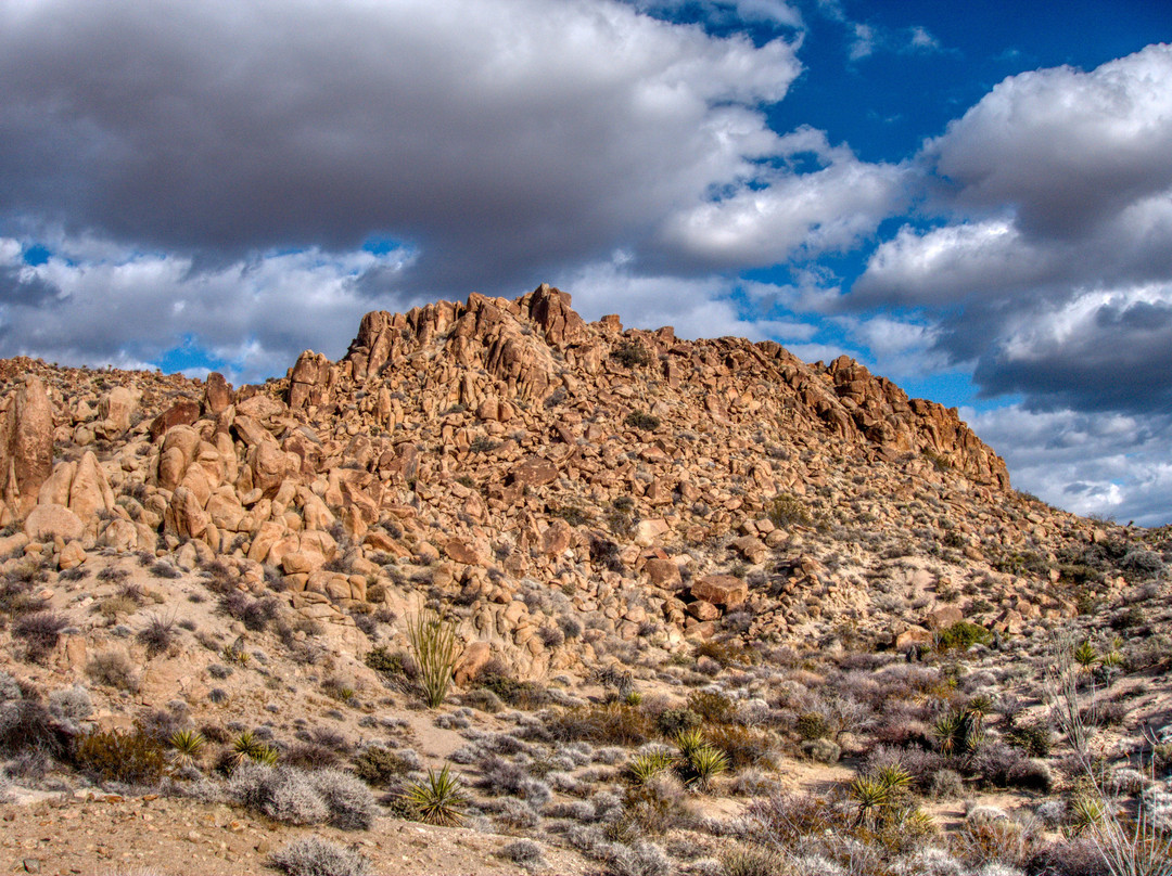 Lost Palms Oasis Trail-约书亚树国家公园必去景点