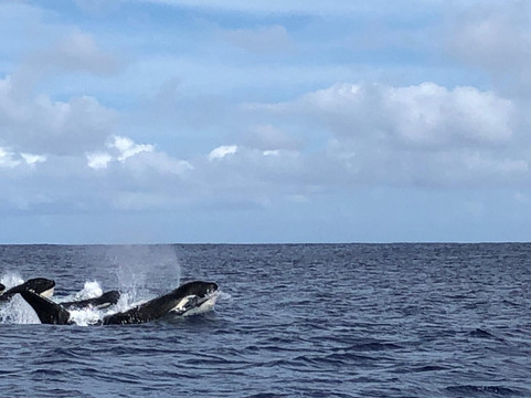 Tohora Bora Bora-瓦伊塔佩必去景点