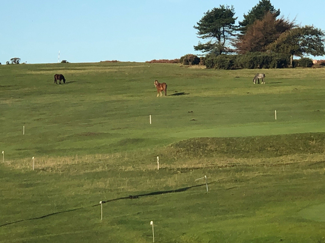 Somerfield Lodge at Clyne Golf Club主图