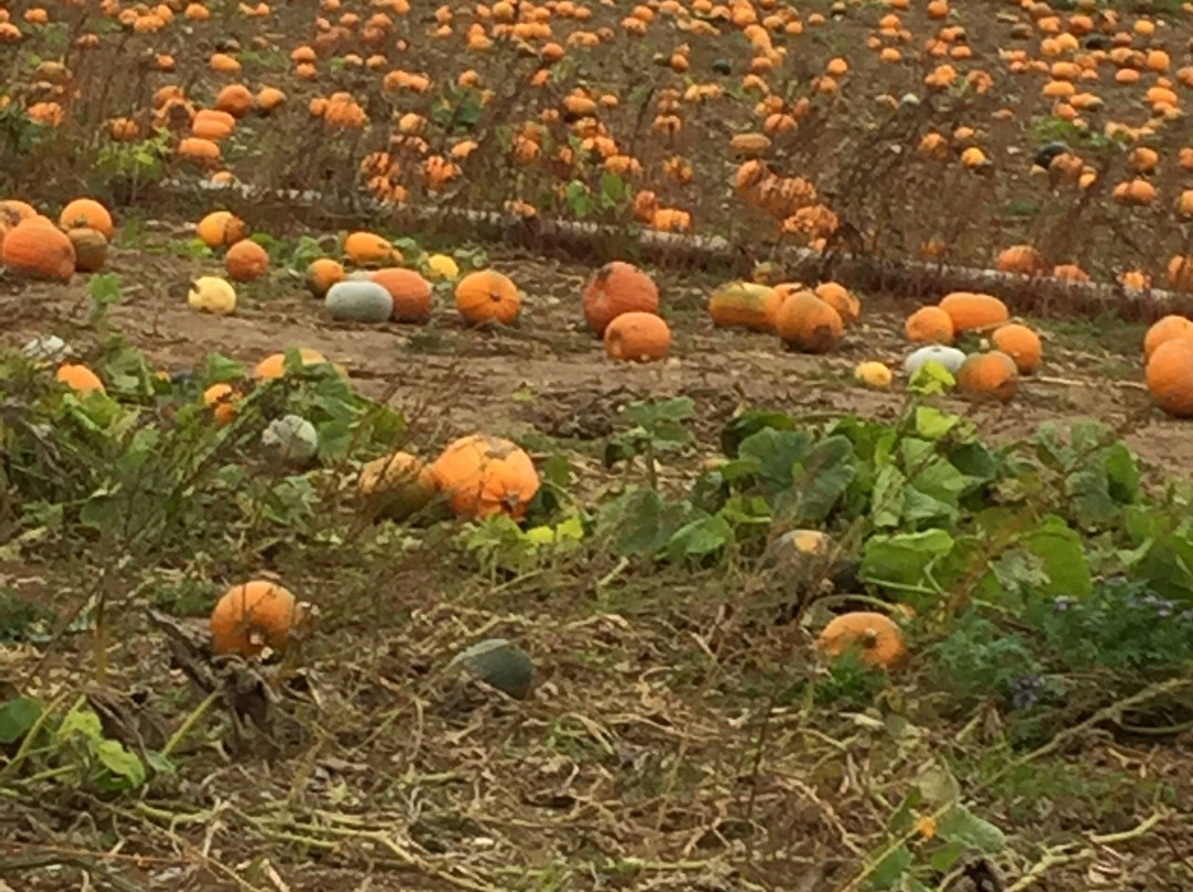 Pumpkin Jim’s景点图片