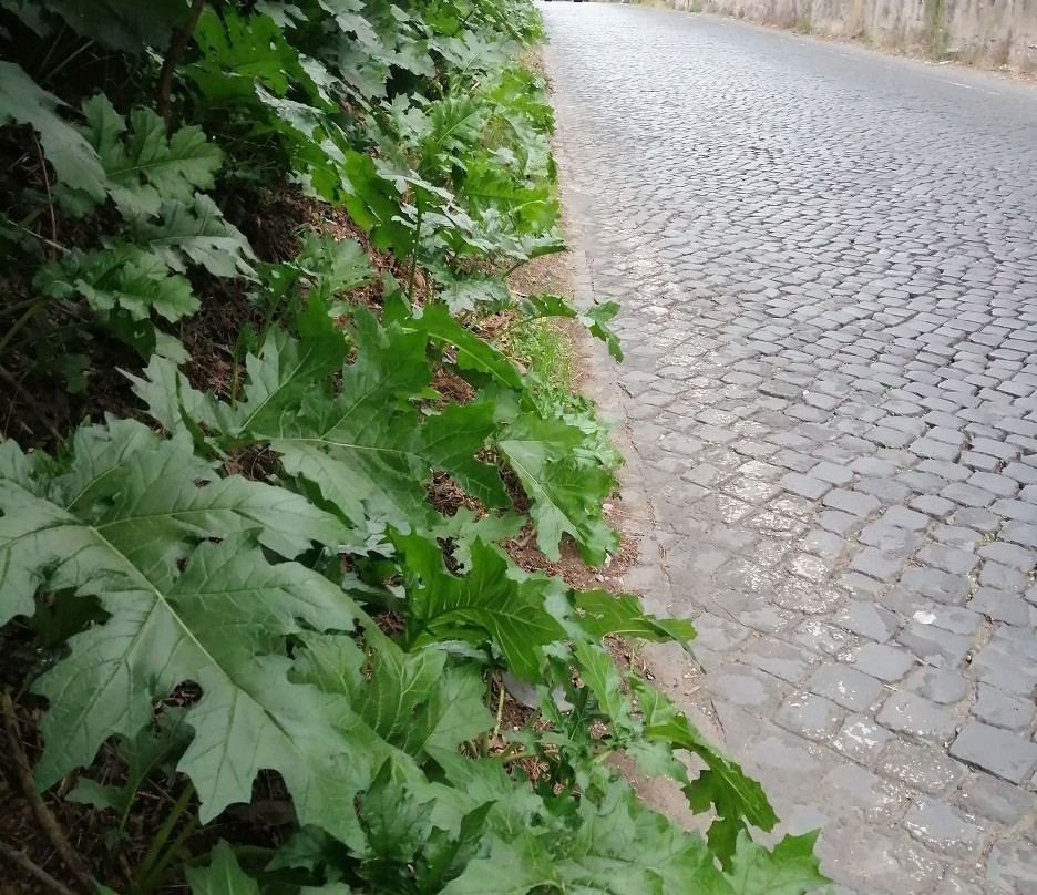 Appian Way (Via Appia Antica)-罗马必去景点