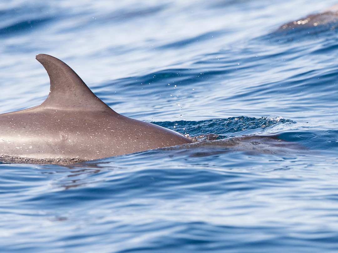 Amphitrite Balade en Mer : Dauphins et Pêche