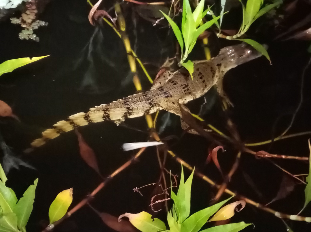 Macaw Jungle Expeditions主图