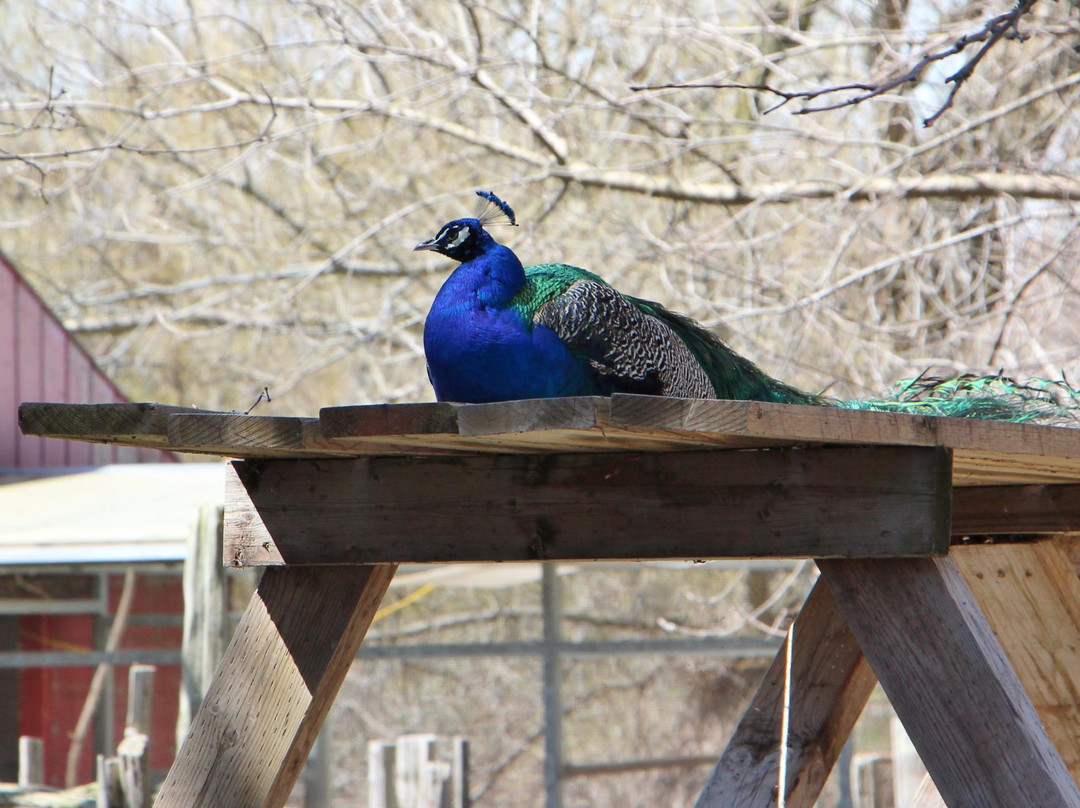 Far Enough Farm-多伦多必去景点