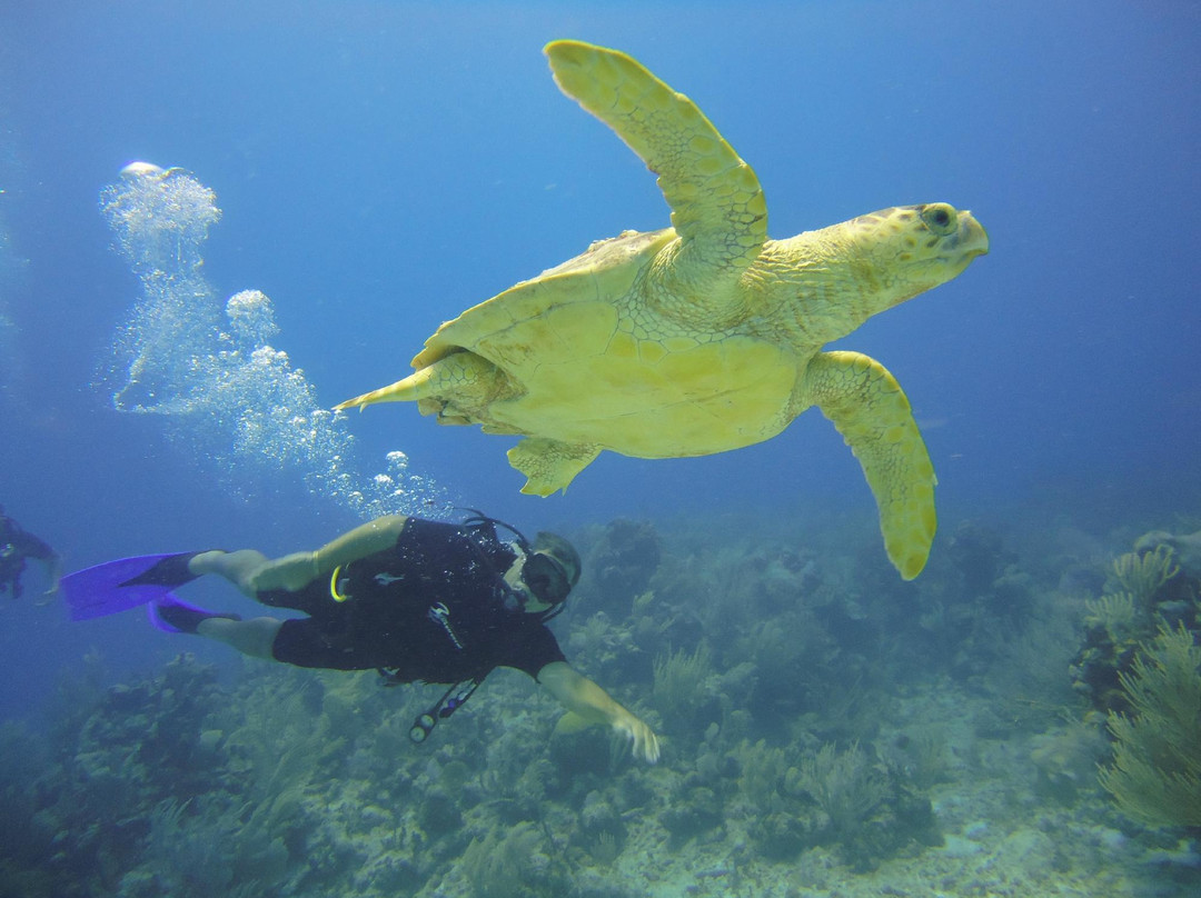 Scubaquatic景点图片