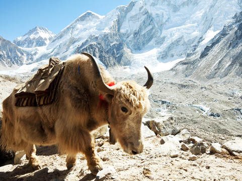 Dharma Trips-本德必去景点