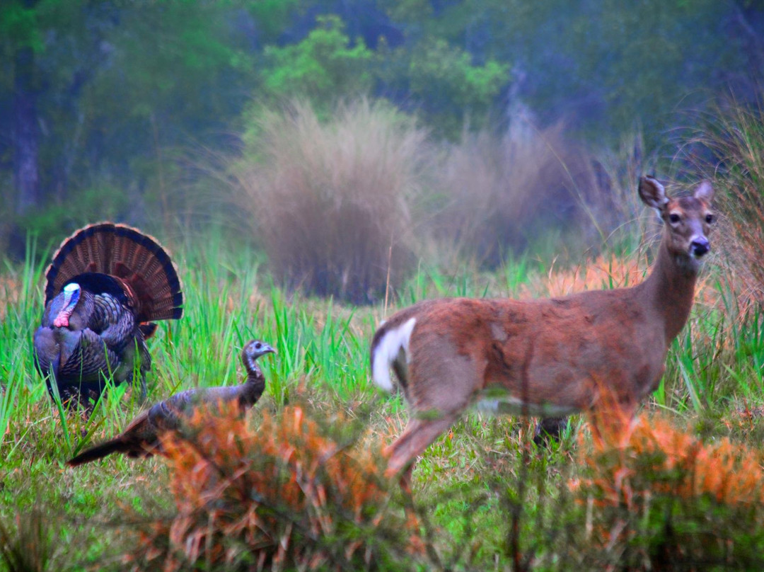Osceola Outdoors-奥基乔比必去景点