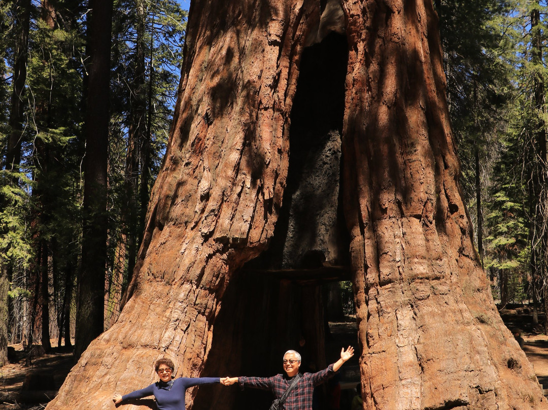 California Tunnel Tree-优胜美地国家公园必去景点