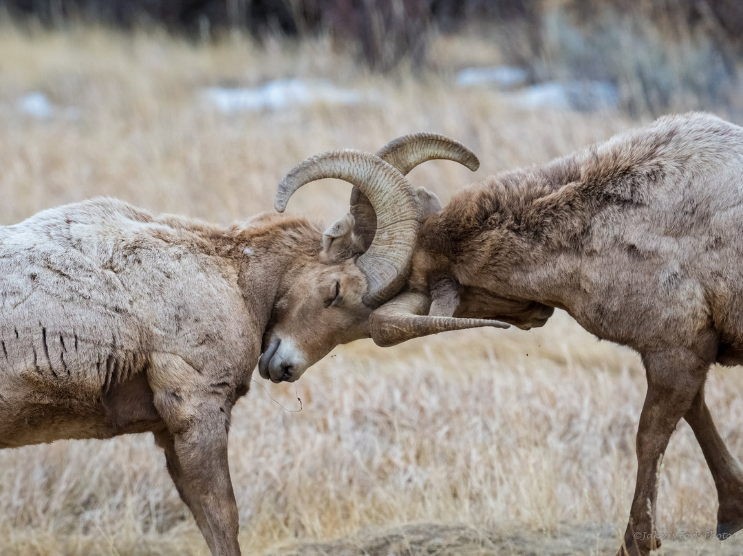 National Bighorn Sheep Center景点图片