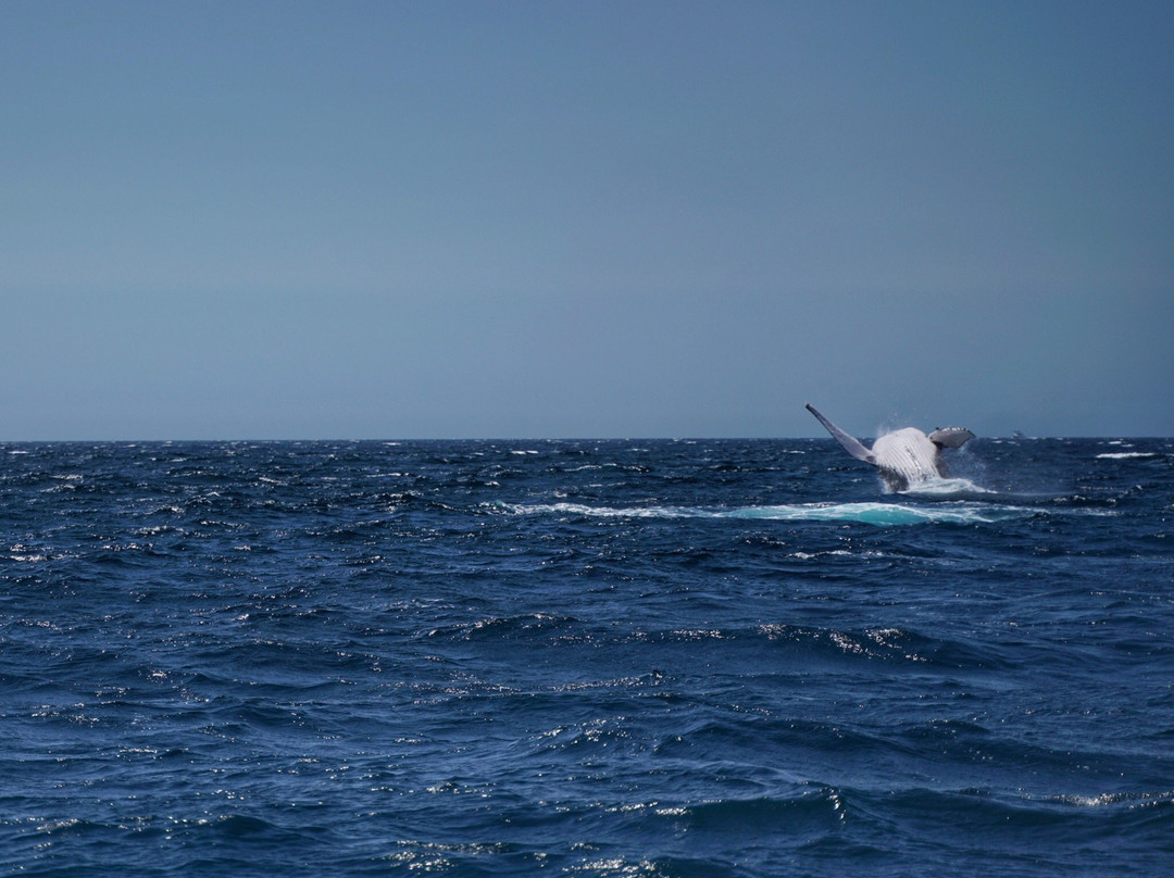 鲸鱼在天堂——黄金海岸赏鲸公司景点图片