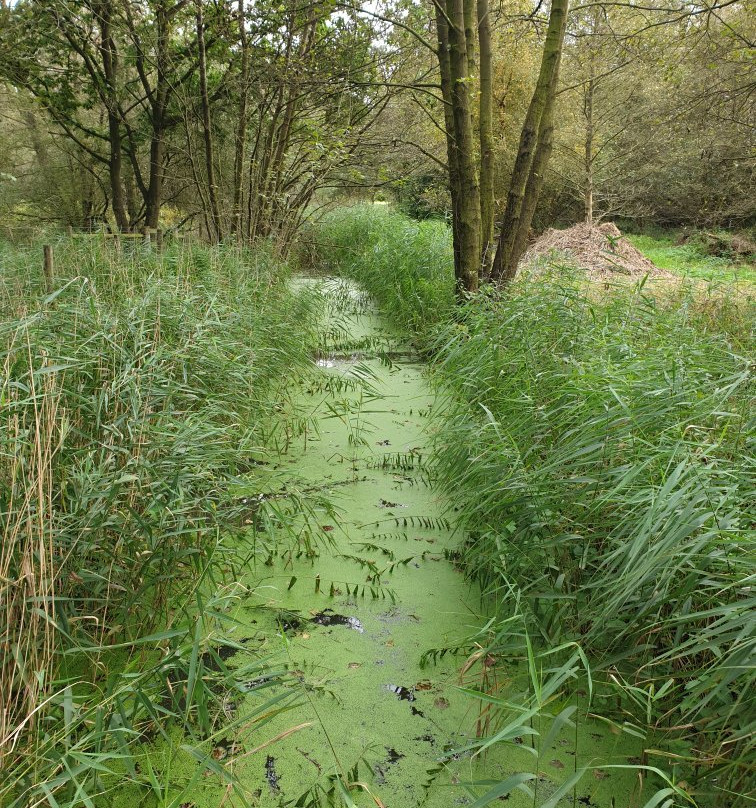 Askham Bog Nature Reserve景点图片