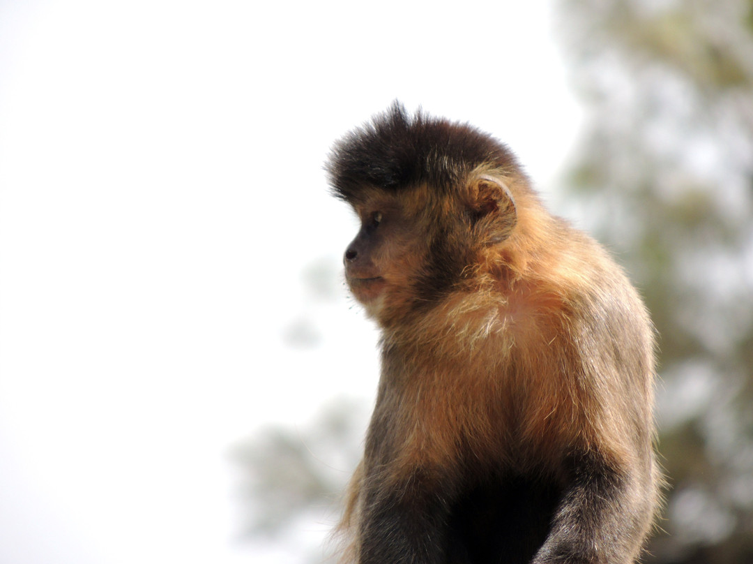 Monkey Park-Modiin必去景点