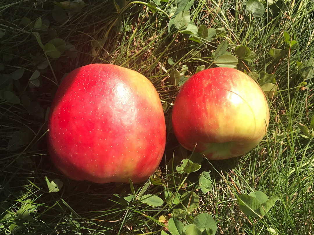 Wellwood Orchards-Springfield必去景点