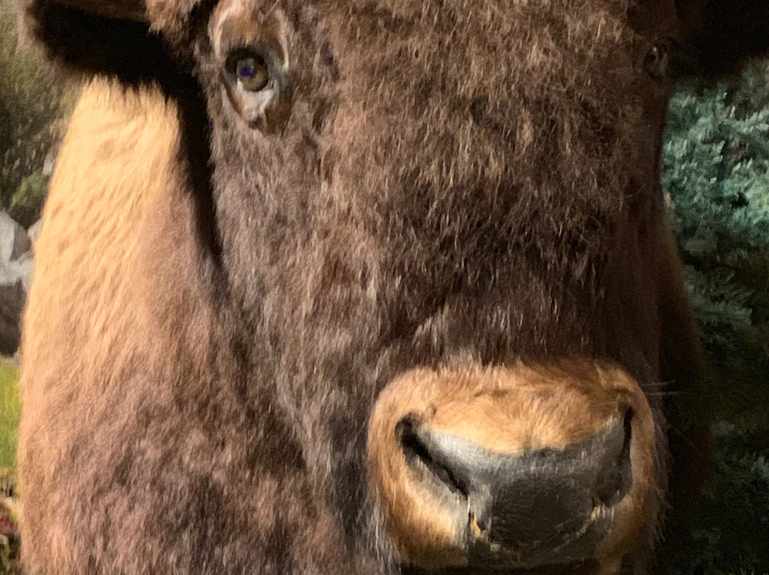 Yellowstone Trading Post-库克城必去景点