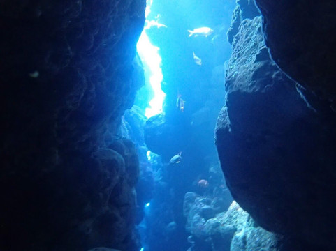 Dive 7 Seas Okinawa-名护市必去景点