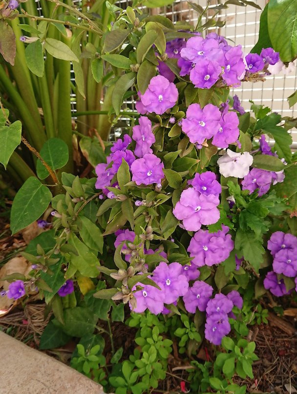 Villa le Bosquet主图