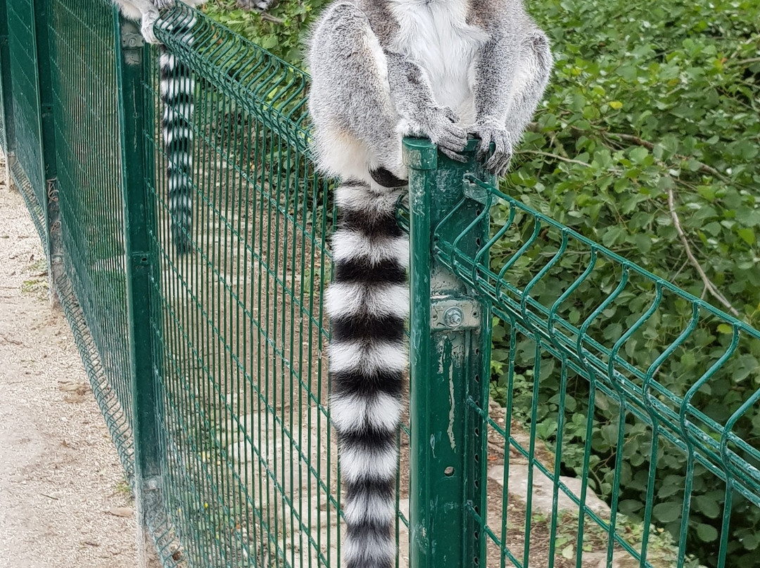 Lumigny Safari Reserve景点图片