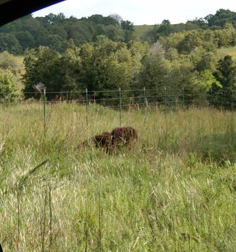 Joseph H. Williams Tallgrass Prairie Preserve景点图片