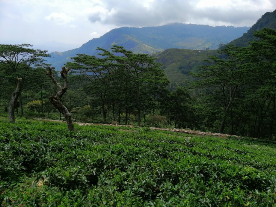 The Planters House主图