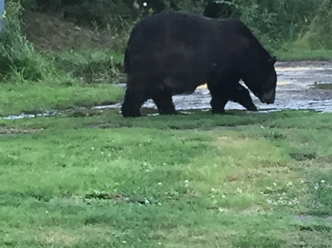 Konteka Black Bear Motel主图