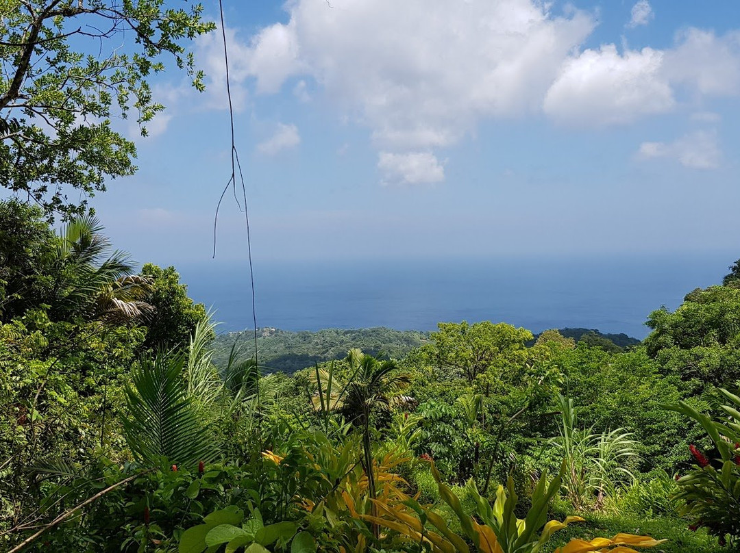 Tobago Main Ridge Forest Reserve-多巴哥必去景点