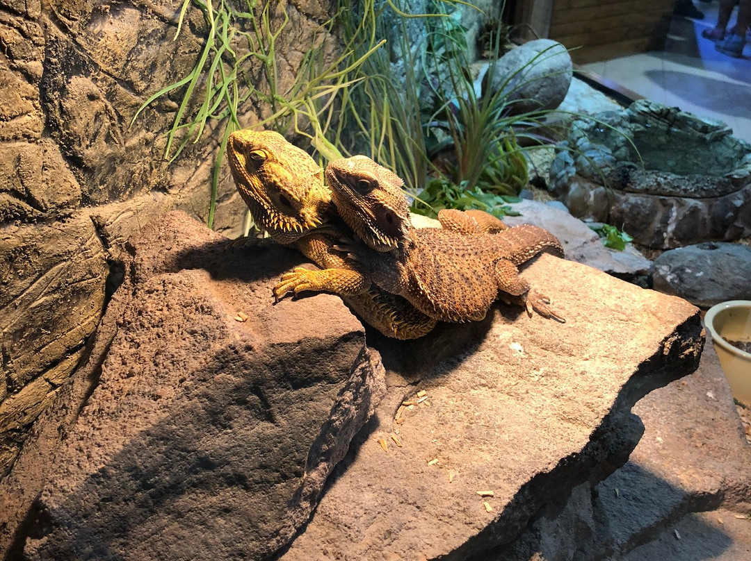 Park Edukacyjny Zoo-Egzotyczne Kaszuby景点图片