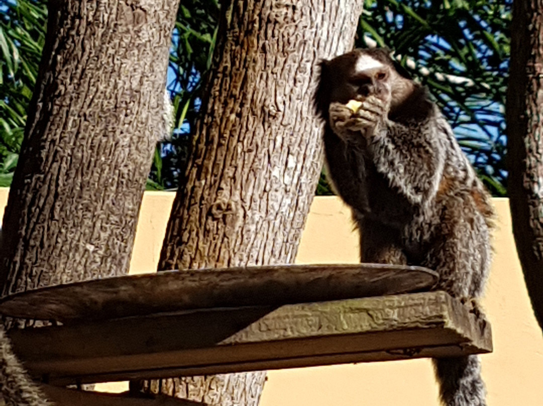 Espaço do Sagui主图