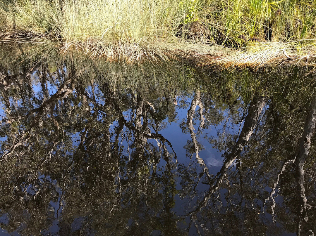 Everglades Eco Safaris景点图片