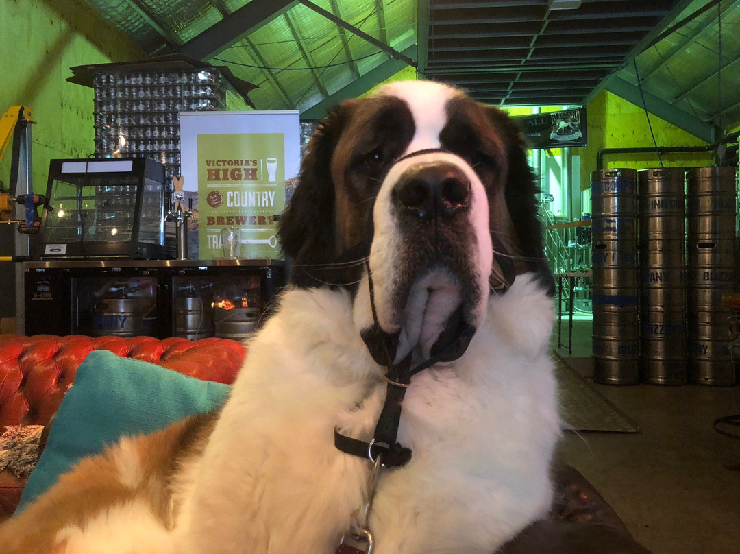 Blizzard Brewing Company-Dinner Plain必去景点