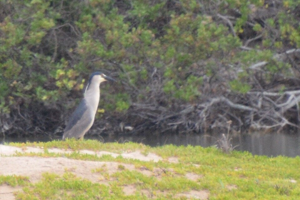 Kawai‘ele Waterbird Sanctuary-科卡哈必去景点