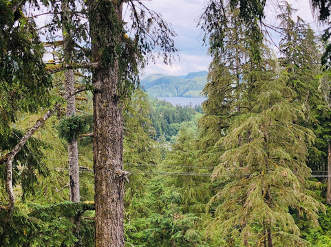 Bear Creek ziplines-凯奇坎必去景点