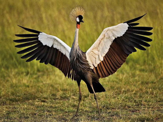 Safirify-蒙巴萨必去景点