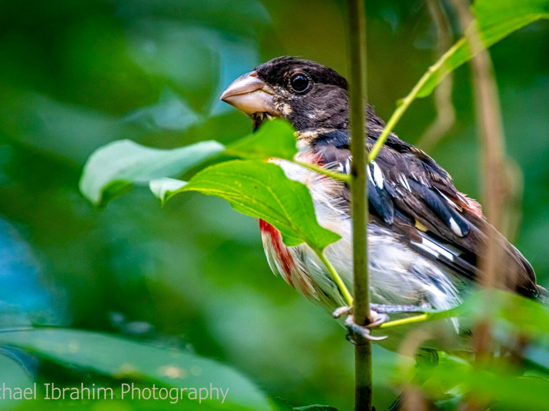 Springbank Park-伦敦必去景点