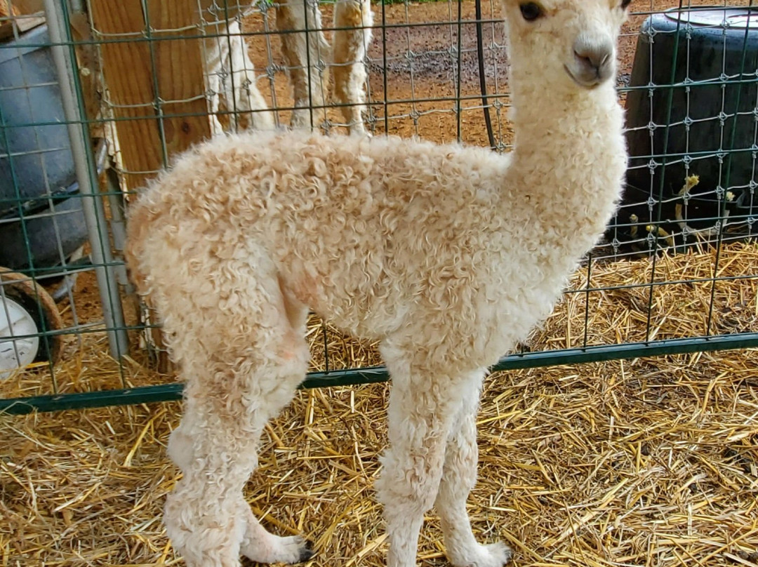 Cabin View Alpacas景点图片