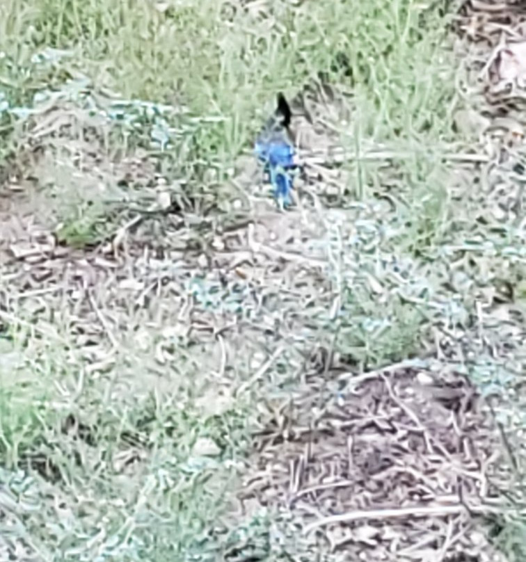 Lake Arrowhead Chalets主图