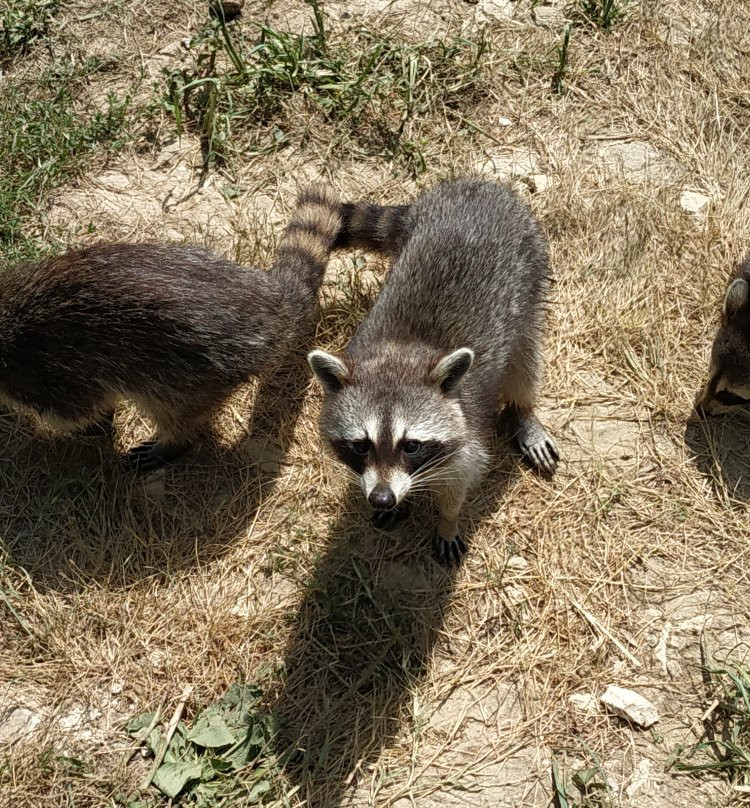 Zoo de Mescoules景点图片