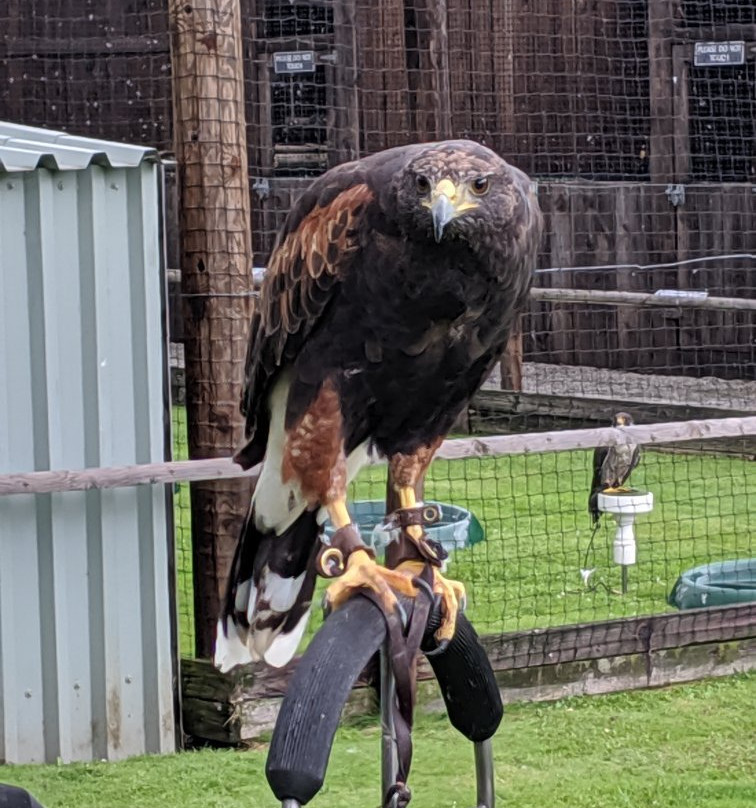 Walworth Birds of Prey-Walworth必去景点