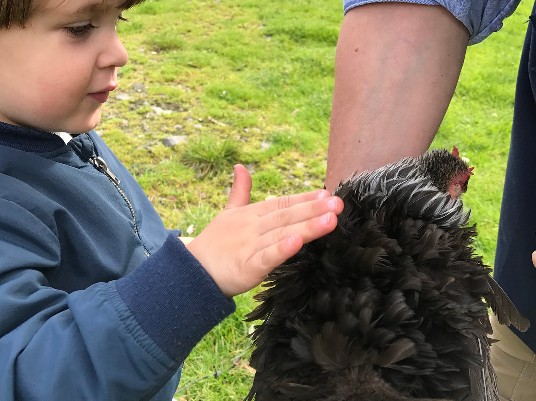 Little Turnberry Farm & Chicken Nest景点图片