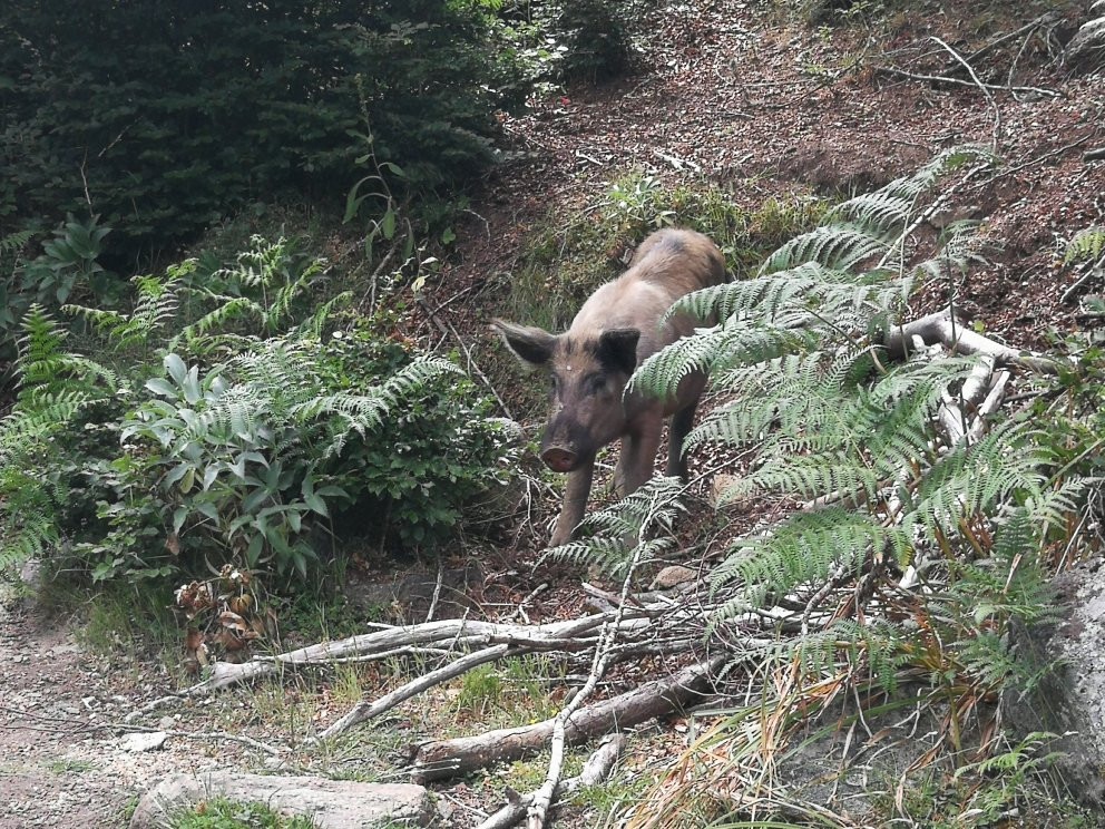 Bergeries de Basseta
