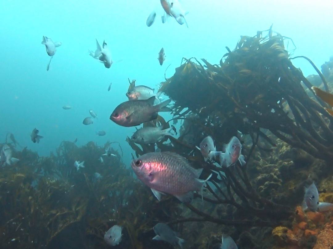 Scuba Adventure-Los Molles必去景点