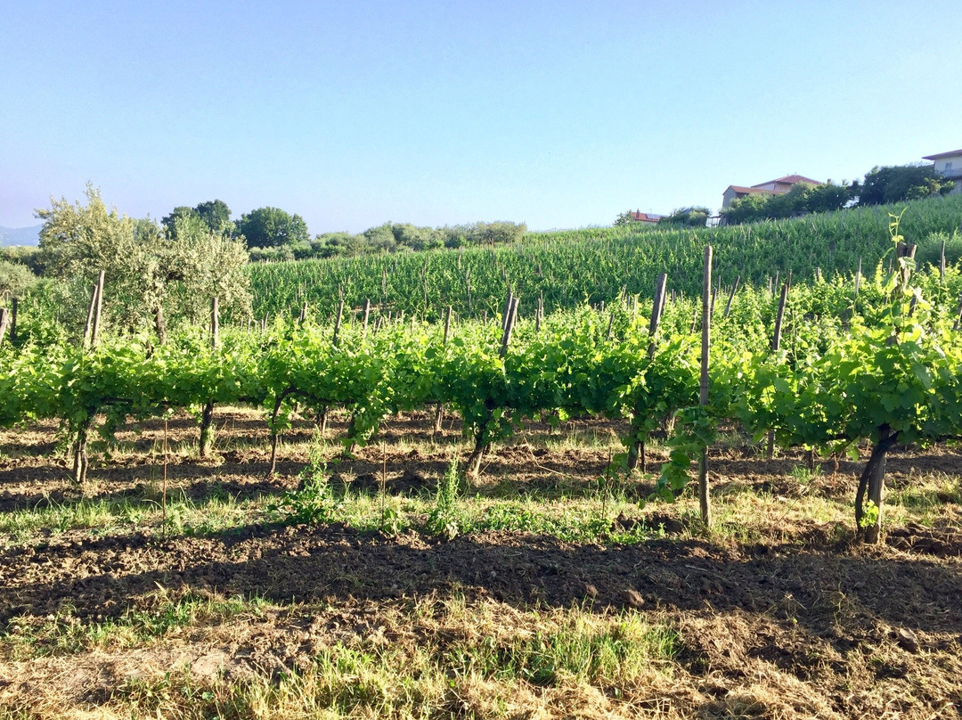 Azienda Agricola Boccella景点图片