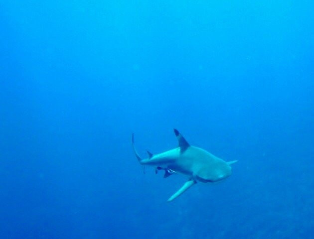 Reef Safari-雅奴卡岛必去景点