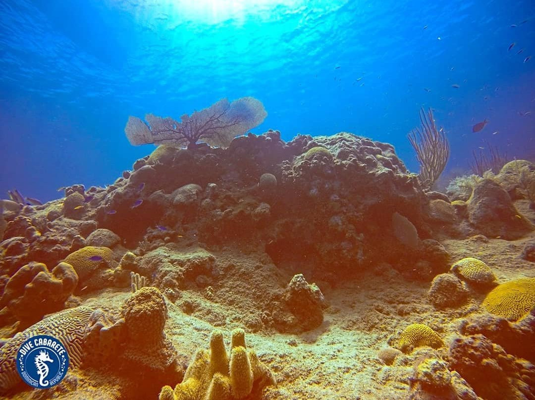 Dive Cabarete-苏莎亚必去景点