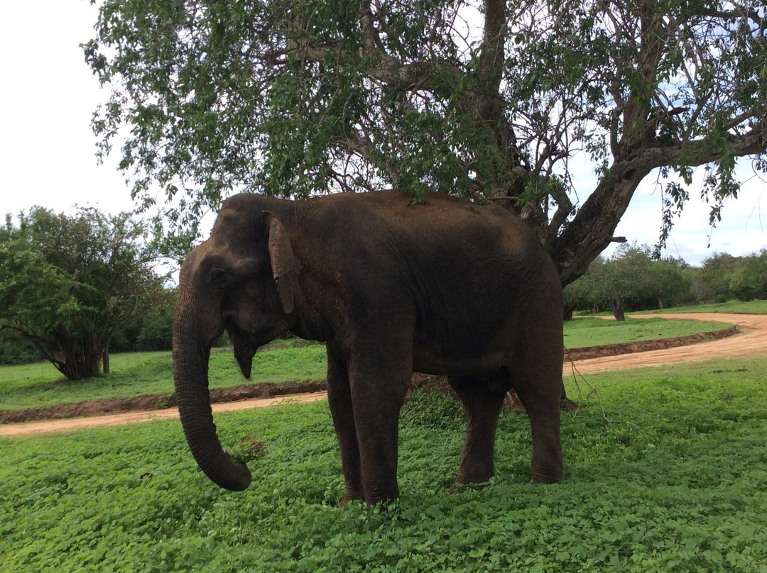 Day Tours Sri Lanka-班托塔必去景点